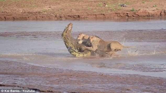 Vídeo incrível mostra momento em que leões atacam crocodilo