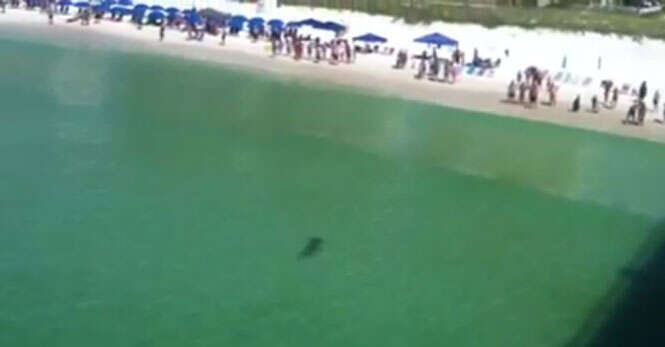Vídeo mostra tubarão nadando em direção à praia