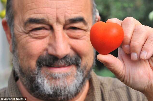 Agricultor colhe tomate em formato de coração