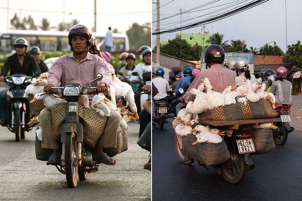 Homem transportando mais de 40 gansos em motocicleta faz sucesso na internet