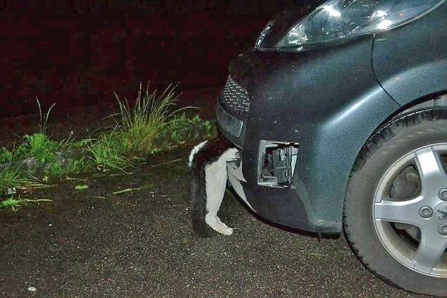 Gato sobrevive após ser atingido por carro a 113 km/h