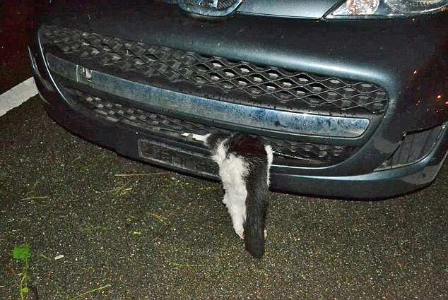 Cat Survives 120kph Crash And Hot Motor That Burnt Off Ears