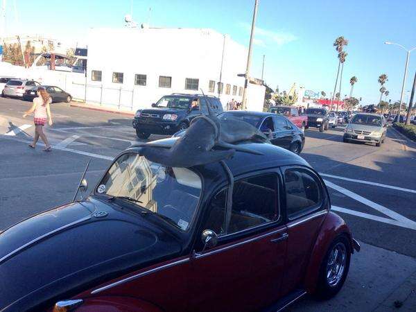 Homem flagra tubarão sendo transportado no teto de fusca