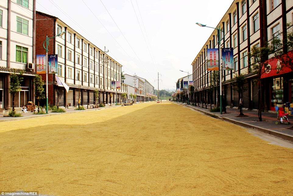 Agricultores chineses cobrem asfalto com arroz para secá-los mais rápido