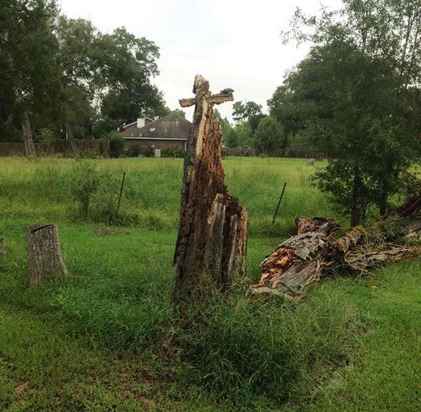 Árvore cai em quintal e família encontra formação natural de cruz e rosto de Jesus