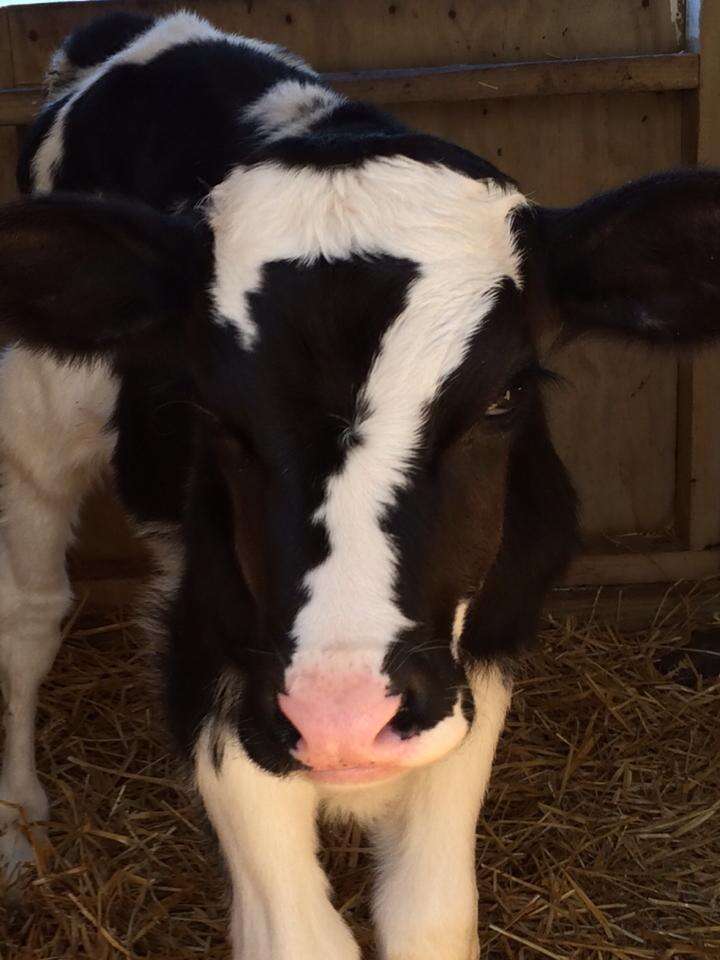 Bezerro com número 7 desenhado no rosto atraí curiosos nos EUA