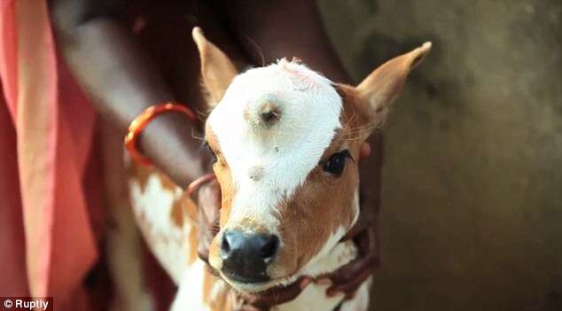 Bezerro nasce com três olhos na Índia