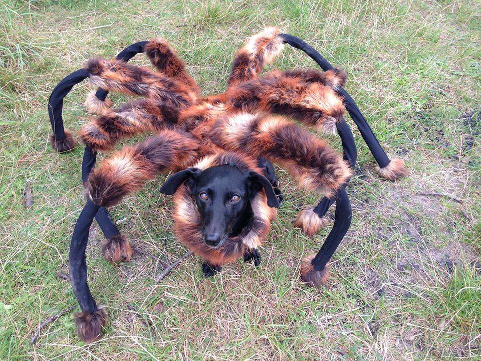 Cão vestido como aranha causou terror em pegadinha