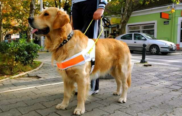 Cão guia é esfaqueado enquanto caminhava com proprietário