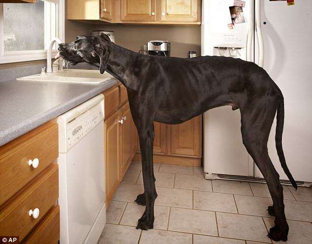 Cão mais alto do mundo morre aos pouco