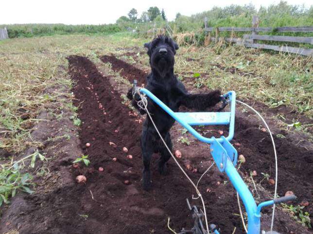 Cãozinho chama a atenção realizando trabalho em fazenda
