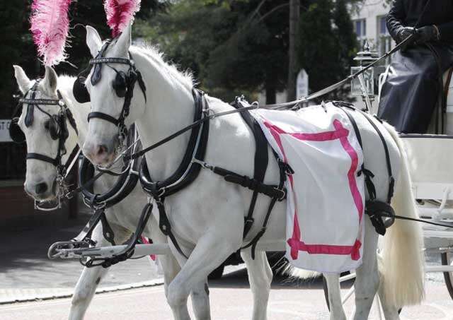 Cavalo puxando carro fúnebre morre durante procissão