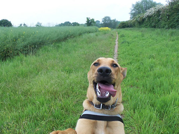 Melhores selfies já registradas por animais