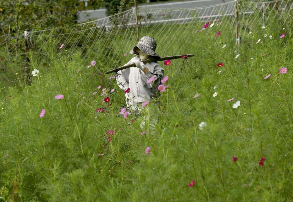 Scarecrows Illustrate Lives Of Japanese Countryside