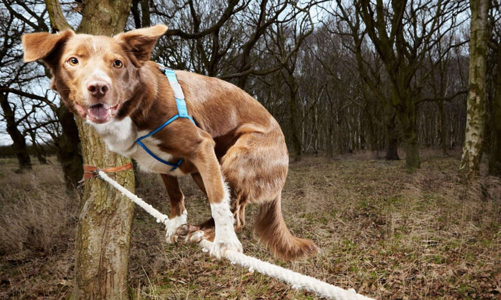 Conheça o cão equilibrista