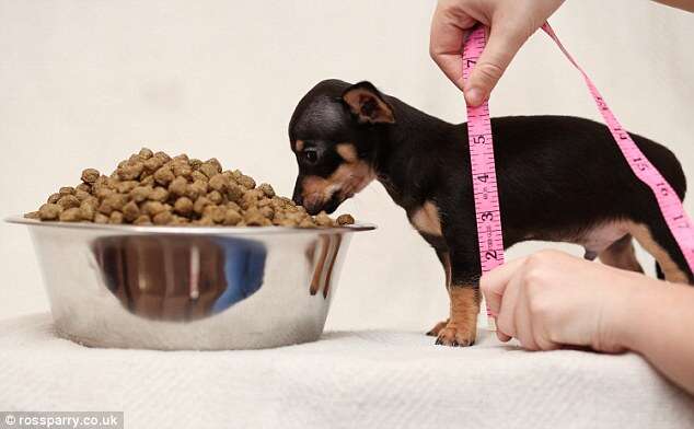 Conheça o cão prestes a ser reconhecido como o menor do mundo