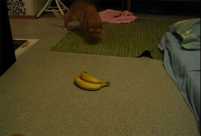 Gatinho apavorado pela presença de uma banana faz sucesso na web