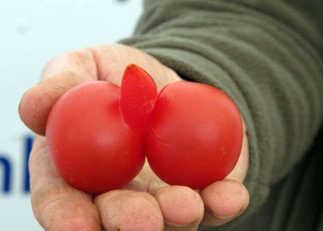 Homem encontra tomate com formato de órgão genital masculino