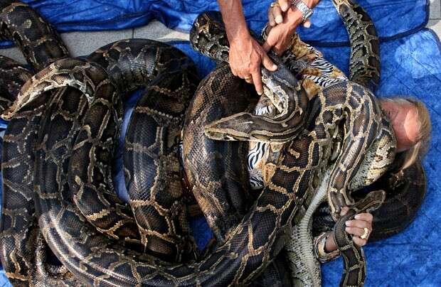 Homem se enrola em 5 cobras de 5 metros cada para conseguir recorde