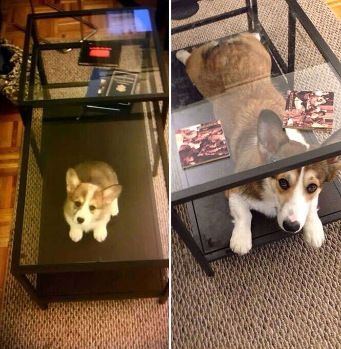 Imagens mostram o antes e depois de cães