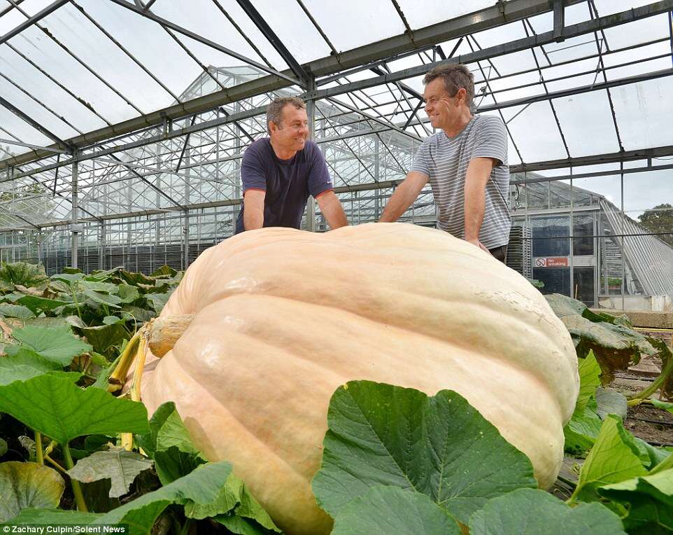 Irmãos gêmeos quebram recorde cultivando abóbora gigante