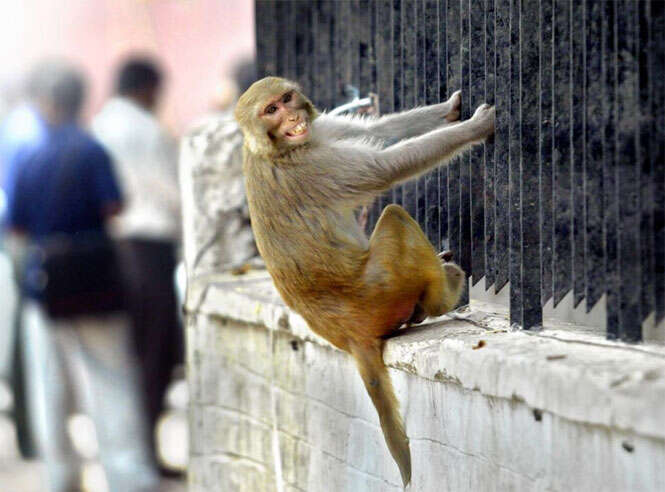 Macaco rouba dinheiro