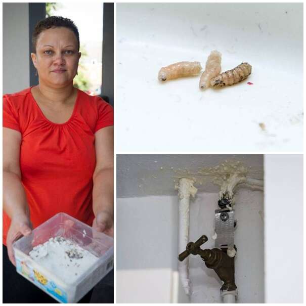 Mulher descobre morte de vizinho após larvas que comiam corpo em decomposição caírem em sua cozinha