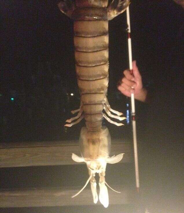 Pescador fisga camarão gigantesco