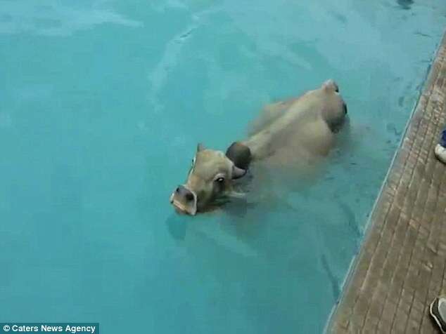 Touro interrompe competição ao cair dentro da piscina