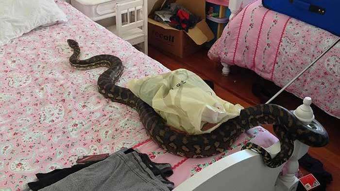 Cobra é encontrada deitada em cama de casa
