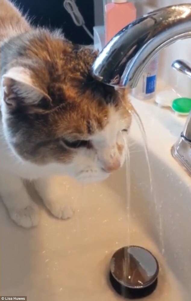 Vídeo de gato se enfiando debaixo de torneira para beber água bomba na internet