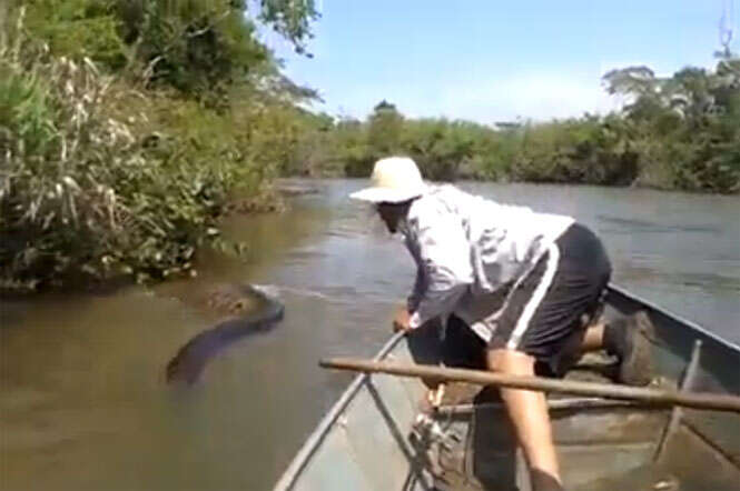 Vídeo de perseguição de enorme cobra sucuri em rio repercute no Facebook