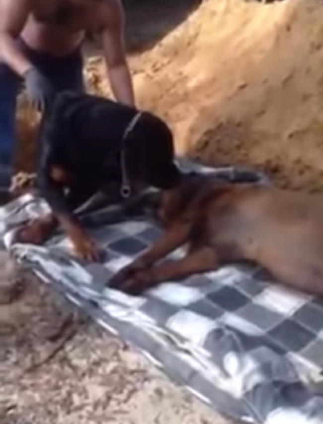 Vídeo mostra cão desesperado tentando acordar seu irmão morto