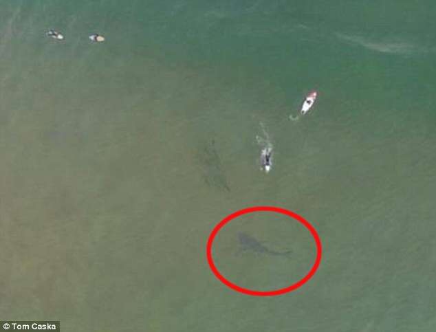 Tubarão é flagrado rodeando surfistas em praia australiana