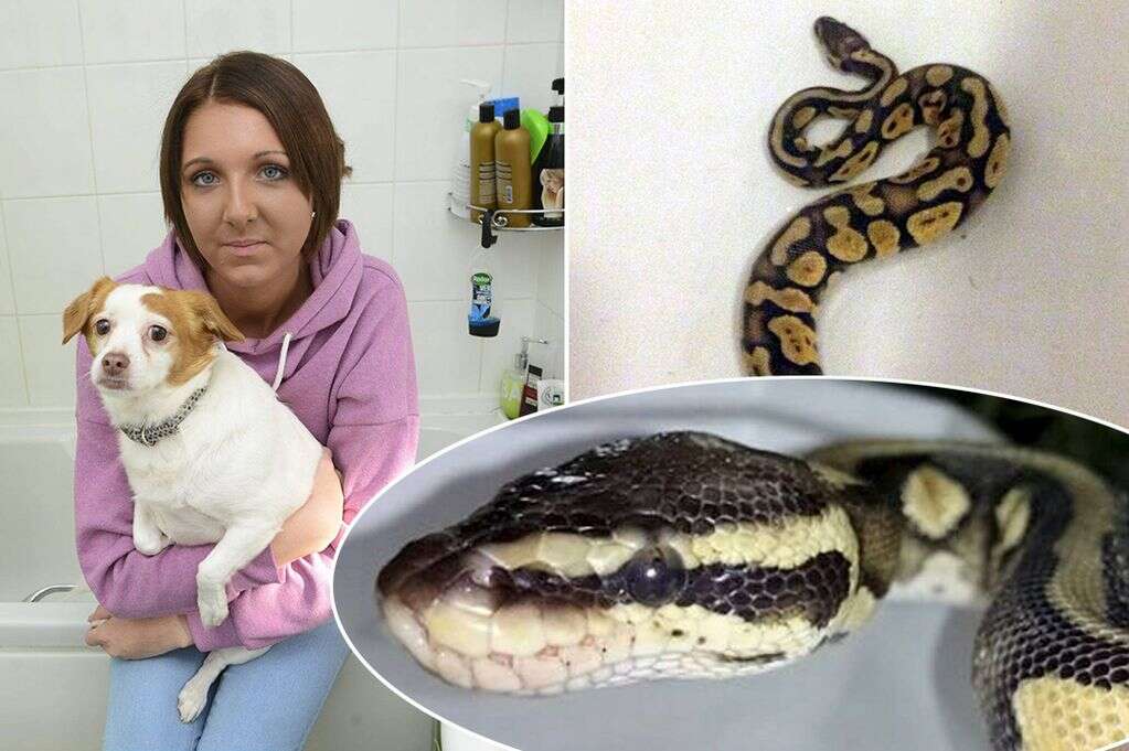 Adolescente fica aterrorizada ao encontrar enorme cobra no banheiro