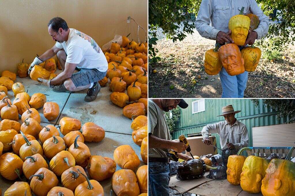 Agricultor cria abóboras com formato de Frankenstein