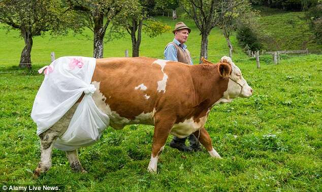 Agricultor protesta colocando fralda em suas vacas