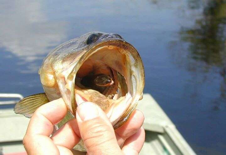 Biólogos capturarem peixe e descobrem cobra dentro de sua boca