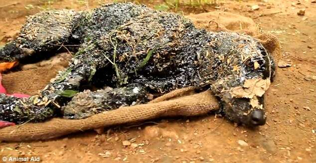 Cachorro se transforma em pedra após cair em piche