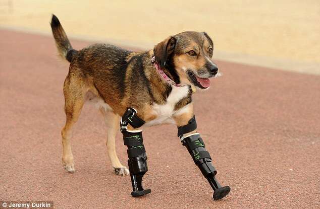 Cadela consegue dar seus primeiros passo após com próteses depois de ter perdido as patas