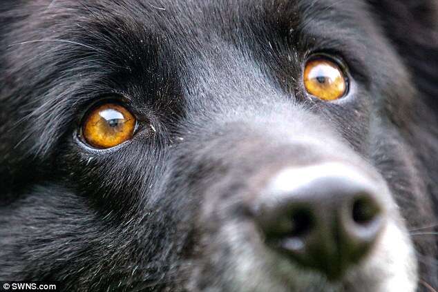 Cão que nasceu com olhos laranjas procura dono