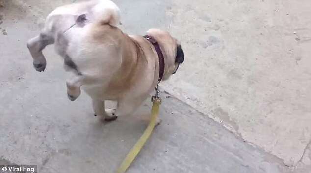 Cãozinho faz sucesso em vídeo onde aparece caminhando sobre as patas da frente enquanto faz xixi
