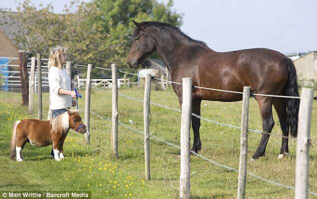 Cavalo com nanismo leva vida de cão de estimação no Reino Unido