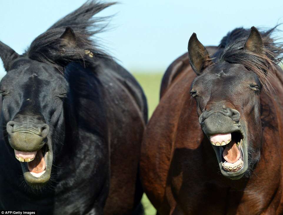 Cavalos são flagrados dando gargalhadas