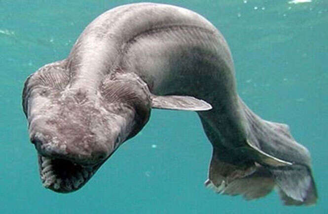 Conheça os animais marinhos mais estranhos do mundo