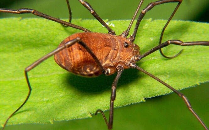 Conheça as aranhas que expelem cola em suas presas