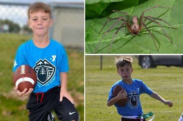 Criança morre após ser picada por aranha enquanto jogava futebol