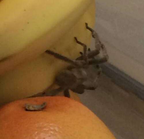 Família recebe compras do supermercado junto com aranha mais venenosa do mundo
