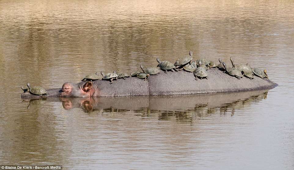Fotógrafa captura momento singelo em que hipopótamo dá carona a grupo de tartarugas