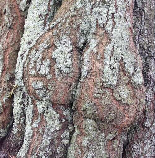 Fotógrafo amador captura imagens de árvore “popozuda”